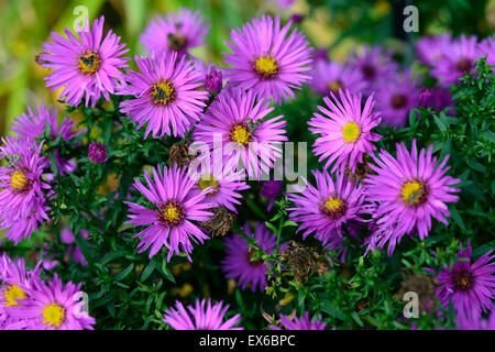 Aster Novi-Belgii dandy Bergaster Blüte rosa Blume Herbstblumen fallen mehrjährige RM Floral Stockfoto