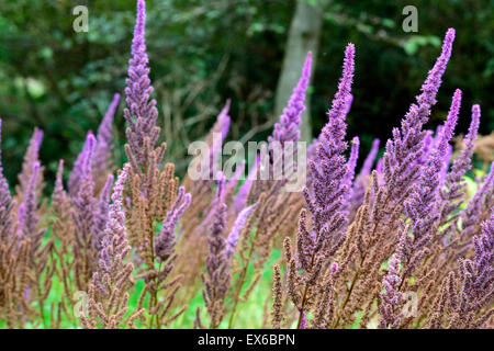 Astilbe Chinensis Var Taquetii Brokat lila lila Blumen Blume Spike mehrjährige krautige Blüte Blüte RM Floral Stockfoto