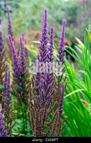 Astilbe Chinensis Var Taquetii Brokat lila lila Blumen Blume Spike mehrjährige krautige Blüte Blüte RM Floral Stockfoto