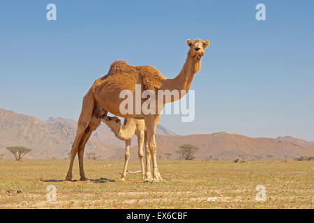 Ein junges Kamel Einnahme von Milch von der Mutter in der Nähe der VAE-Grenze, im Wadi Sumayni im Oman. Stockfoto