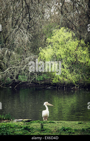 Weißer Pelikan und See im St. James Park, London, Großbritannien. Stockfoto