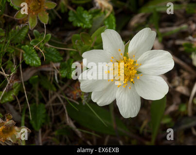 Mountain Avens wachsen wild in Nord-West-Schottland.  SCO 9911. Stockfoto