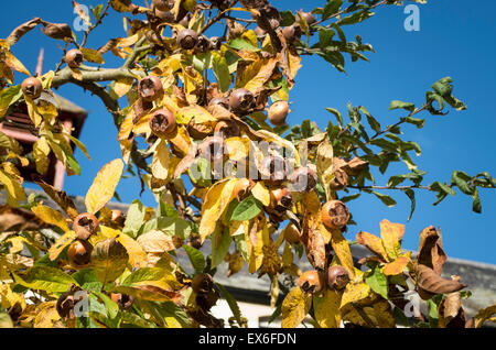 Obstbau auf einem Mispelbaum im Königreich Stockfoto