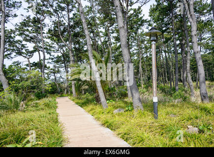 Blick auf Olle Trail Kurs Nr. 7 in Insel Jeju, Korea. Olle besticht durch trekking Kurse entlang der Küste von Jeju Insel erstellt. Stockfoto