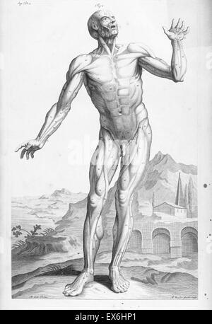 Illustration aus "Die Anatomie des menschlichen Körper" von William Cowper, (Oxford, 1698) Stockfoto