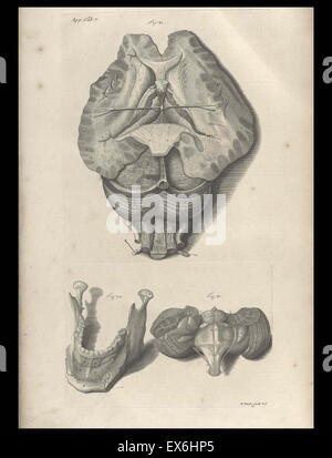 Illustration aus "Die Anatomie des menschlichen Körper" von William Cowper, (Oxford, 1698) Stockfoto