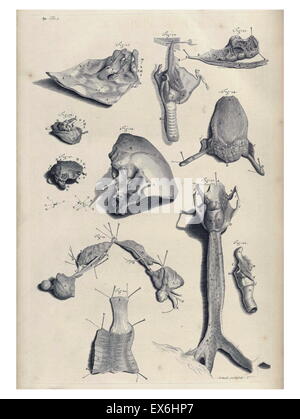 Illustration aus "Die Anatomie des menschlichen Körper" von William Cowper, (Oxford, 1698) Stockfoto