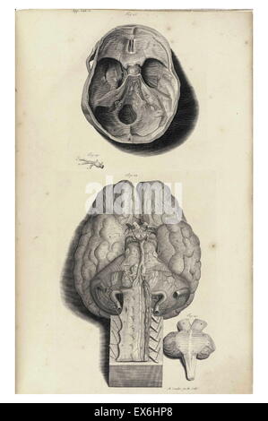 Illustration aus "Die Anatomie des menschlichen Körper" von William Cowper, (Oxford, 1698) Stockfoto