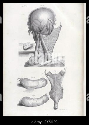 Illustration aus "Die Anatomie des menschlichen Körper" von William Cowper, (Oxford, 1698) Stockfoto