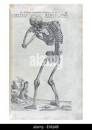 Anatomische Abbildung von "De Corporis Humani Fabrica Libri Septem" (Basel: Johannes Oporinus, 1543); Von Andreas Vesalius (1514-1564), Stockfoto