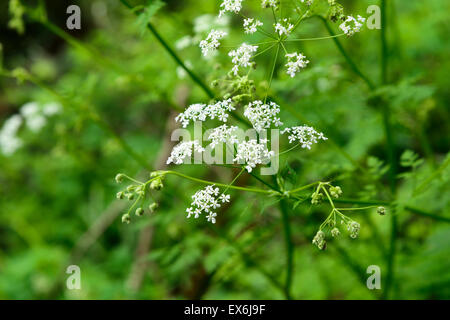 Wild Angelica Acutiloba Blumen in einem im Freien in Jeju Island Stockfoto