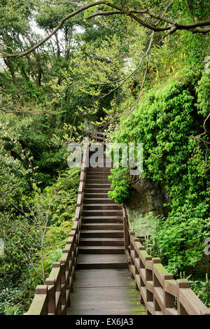 Hölzerne Trail zum Cheonjeyeon Wasserfall Insel Jeju, Korea. Cheonjeyeon Kaskade gehört zu den berühmten Wasserfall. Stockfoto