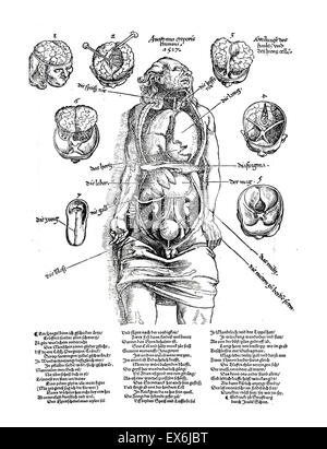 Anatomische Illustrationen aus "Feldbuch der Wundarzney (Feldbuch der Chirurgie" 1517. Das Buch wurde verfasst von Hans von Gersdorff, (1455-1529), deutscher Chirurg. Stockfoto