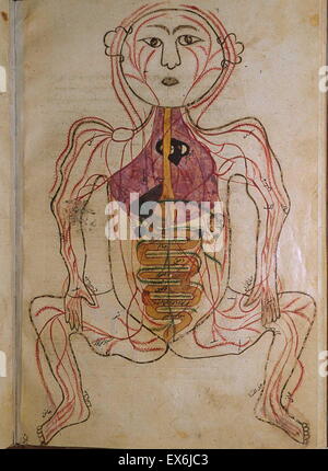 Illustration aus "Tashrih-i Badan-ich Insan [Anatomie des menschlichen Körpers]" ein persischer medizinischer Text (ca. 1390); von Mansur ibn Muhammad ibn Ahmad ibn Yusuf ibn Ilyas. diese bebilderte Abhandlung oft genannt Mansur Anatomie (Tashrih-i Mansur-ich), war engagierte t Stockfoto