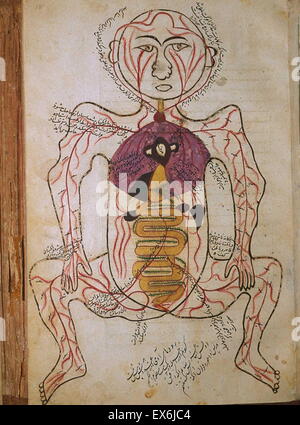 Illustration aus "Tashrih-i Badan-ich Insan [Anatomie des menschlichen Körpers]" ein persischer medizinischer Text (ca. 1390); von Mansur ibn Muhammad ibn Ahmad ibn Yusuf ibn Ilyas. diese bebilderte Abhandlung oft genannt Mansur Anatomie (Tashrih-i Mansur-ich), war engagierte t Stockfoto