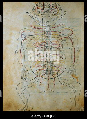 Illustration aus "Tashrih-i Badan-ich Insan [Anatomie des menschlichen Körpers]" ein persischer medizinischer Text (ca. 1390); von Mansur ibn Muhammad ibn Ahmad ibn Yusuf ibn Ilyas. diese bebilderte Abhandlung oft genannt Mansur Anatomie (Tashrih-i Mansur-ich), war engagierte t Stockfoto