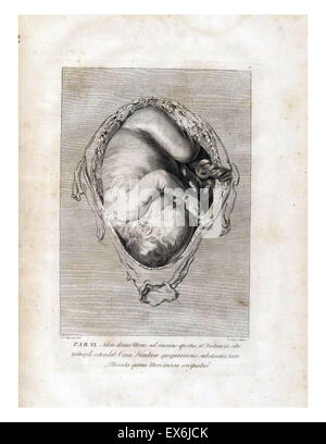 anatomische Illustrationen aus "Anatomia Uteri Humani Gravidi Tabulis Illustrata" [die Anatomie des menschlichen trächtigen Uterus ausgestellt in Zahlen]. (England, 1774) von William Hunter Stockfoto