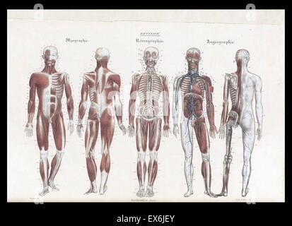 Anatomische Abbildung von "Anatomie Méthodique, Ou Organographie Humaine de Tableaux Synoptiques, Avec Figuren". (Paris 1829). Von Jean-Baptiste Sarlandière (1787 – 1838), französischer Anatom und Physiologe, geboren in Aix-la-Chapelle Stockfoto