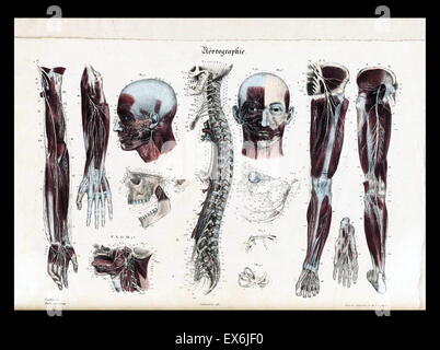 Anatomische Abbildung von "Anatomie Méthodique, Ou Organographie Humaine de Tableaux Synoptiques, Avec Figuren". (Paris 1829). Von Jean-Baptiste Sarlandière (1787 – 1838), französischer Anatom und Physiologe, geboren in Aix-la-Chapelle Stockfoto