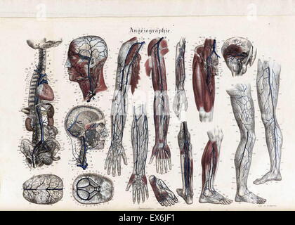 Anatomische Abbildung von "Anatomie Méthodique, Ou Organographie Humaine de Tableaux Synoptiques, Avec Figuren". (Paris 1829). Von Jean-Baptiste Sarlandière (1787 – 1838), französischer Anatom und Physiologe, geboren in Aix-la-Chapelle Stockfoto