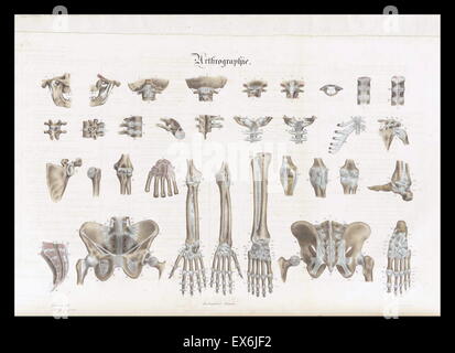 Anatomische Abbildung von "Anatomie Méthodique, Ou Organographie Humaine de Tableaux Synoptiques, Avec Figuren". (Paris 1829). Von Jean-Baptiste Sarlandière (1787 – 1838), französischer Anatom und Physiologe, geboren in Aix-la-Chapelle Stockfoto