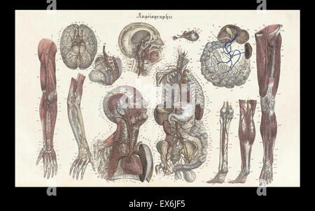 Anatomische Abbildung von "Anatomie Méthodique, Ou Organographie Humaine de Tableaux Synoptiques, Avec Figuren". (Paris 1829). Von Jean-Baptiste Sarlandière (1787 – 1838), französischer Anatom und Physiologe, geboren in Aix-la-Chapelle Stockfoto