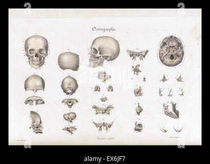 Anatomische Abbildung von "Anatomie Méthodique, Ou Organographie Humaine de Tableaux Synoptiques, Avec Figuren". (Paris 1829). Von Jean-Baptiste Sarlandière (1787 – 1838), französischer Anatom und Physiologe, geboren in Aix-la-Chapelle Stockfoto