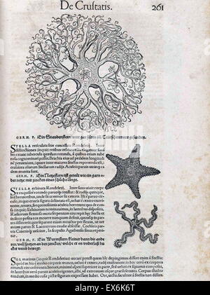 Illustration der Krebse, Seesterne und Meer Kreaturen, von ' Medici Tigurini Historiae Animalium "Historia Animalium 1564; ein Veterinär anatomische Buch von Conradi Gesneri 1516-1565 Stockfoto