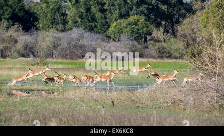 Impala (Aepyceros Melampus) Herde laufen durch Wasser, Okavango Delta, Botswana Stockfoto