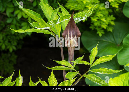 Araceae Arisaema Japonicum Japan, japanische Arisaema Jack-in-the-pulpit in voller Blüte, wunderbare Blume Symbol grünes Blatt Sauerstoff Stockfoto