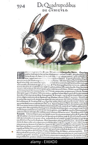 Abbildung eines Kaninchens aus ' Medici Tigurini Historiae Animalium "Historia Animalium 1564; ein Veterinär anatomische Buch von Conradi Gesneri 1516-1609 Stockfoto