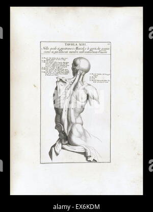 anatomische Studie von Bernardino Genga ' Anatomia pro uso et Intelligenza del Disegno Ricercata non Solo Su gl'ossi e Muscoli del Corpo Humano ". (Rom, 1691). Bernardino Genga (1620-1690) war ein Gelehrter der klassischen medizinischen Texte bearbeiten mehrere Werke von Hi Stockfoto