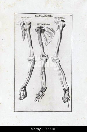 anatomische Studie von Bernardino Genga ' Anatomia pro uso et Intelligenza del Disegno Ricercata non Solo Su gl'ossi e Muscoli del Corpo Humano ". (Rom, 1691). Bernardino Genga (1620-1690) war ein Gelehrter der klassischen medizinischen Texte bearbeiten mehrere Werke von Hi Stockfoto