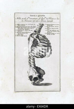 anatomische Studie von Bernardino Genga ' Anatomia pro uso et Intelligenza del Disegno Ricercata non Solo Su gl'ossi e Muscoli del Corpo Humano ". (Rom, 1691). Bernardino Genga (1620-1690) war ein Gelehrter der klassischen medizinischen Texte bearbeiten mehrere Werke von Hi Stockfoto