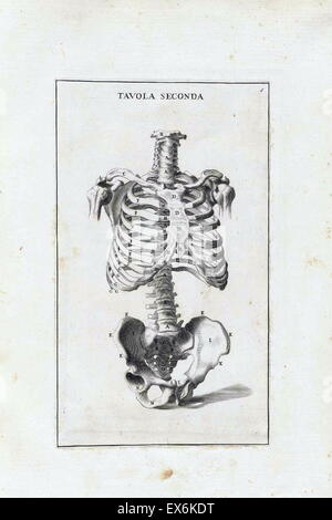 anatomische Studie von Bernardino Genga ' Anatomia pro uso et Intelligenza del Disegno Ricercata non Solo Su gl'ossi e Muscoli del Corpo Humano ". (Rom, 1691). Bernardino Genga (1620-1690) war ein Gelehrter der klassischen medizinischen Texte bearbeiten mehrere Werke von Hi Stockfoto