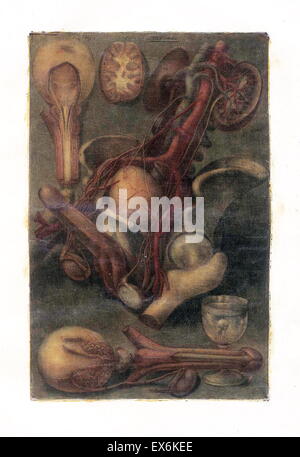 anatomische Studie durch Jacques Gautier d'Agoty "Anatomie Générale des Viscères" Paris 1752. Stockfoto