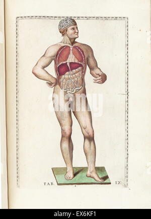 Illustration aus "Tabulae Anatomicae". (Rom: 1783) von Bartolomeo Eustachi (1500 oder 1514 – 27 August 1574), (Eustachius), einer der Gründer der Wissenschaft von der menschlichen Anatomie. Stockfoto