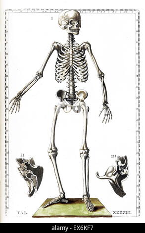 Illustration aus "Tabulae Anatomicae". (Rom: 1783) von Bartolomeo Eustachi (1500 oder 1514 – 27 August 1574), (Eustachius), einer der Gründer der Wissenschaft von der menschlichen Anatomie. Stockfoto