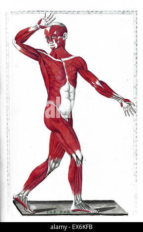 Illustration aus "Tabulae Anatomicae". (Rom: 1783) von Bartolomeo Eustachi (1500 oder 1514 – 27 August 1574), (Eustachius), einer der Gründer der Wissenschaft von der menschlichen Anatomie. Stockfoto