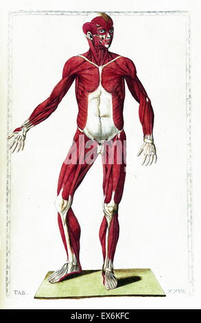 Illustration aus "Tabulae Anatomicae". (Rom: 1783) von Bartolomeo Eustachi (1500 oder 1514 – 27 August 1574), (Eustachius), einer der Gründer der Wissenschaft von der menschlichen Anatomie. Stockfoto