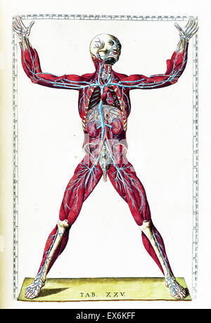 Illustration aus "Tabulae Anatomicae". (Rom: 1783) von Bartolomeo Eustachi (1500 oder 1514 – 27 August 1574), (Eustachius), einer der Gründer der Wissenschaft von der menschlichen Anatomie. Stockfoto