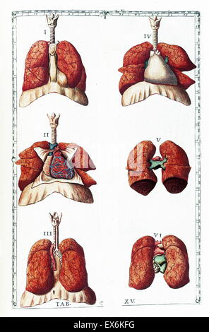 Illustration aus "Tabulae Anatomicae". (Rom: 1783) von Bartolomeo Eustachi (1500 oder 1514 – 27 August 1574), (Eustachius), einer der Gründer der Wissenschaft von der menschlichen Anatomie. Stockfoto