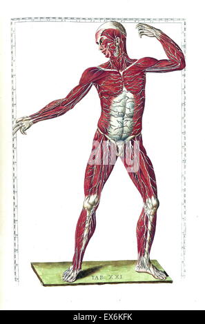 Illustration aus "Tabulae Anatomicae". (Rom: 1783) von Bartolomeo Eustachi (1500 oder 1514 – 27 August 1574), (Eustachius), einer der Gründer der Wissenschaft von der menschlichen Anatomie. Stockfoto