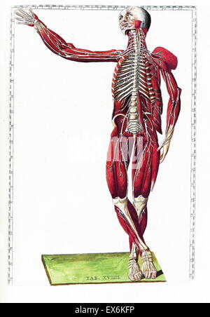 Illustration aus "Tabulae Anatomicae". (Rom: 1783) von Bartolomeo Eustachi (1500 oder 1514 – 27 August 1574), (Eustachius), einer der Gründer der Wissenschaft von der menschlichen Anatomie. Stockfoto