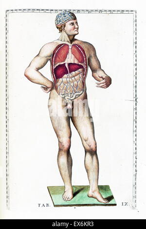 Illustration aus "Tabulae Anatomicae". (Rom: 1783) von Bartolomeo Eustachi (1500 oder 1514 – 27 August 1574), (Eustachius), einer der Gründer der Wissenschaft von der menschlichen Anatomie. Stockfoto