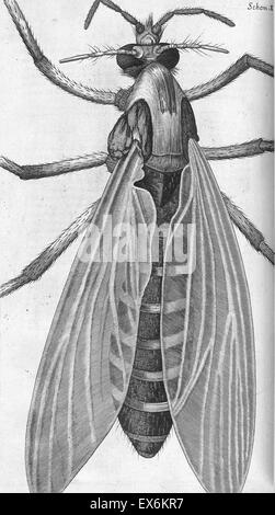 Illustration aus "Herumgestreift" 1665; von Robert Hooke, 1635-1703. Hookes Beobachtungen durch verschiedene Linsen, inspirierende ein breites öffentliches Interesse in die neue Wissenschaft der Mikroskopie. Stockfoto