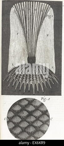 Illustration aus "Herumgestreift" 1665; von Robert Hooke, 1635-1703. Hookes Beobachtungen durch verschiedene Linsen, inspirierende ein breites öffentliches Interesse in die neue Wissenschaft der Mikroskopie. Stockfoto