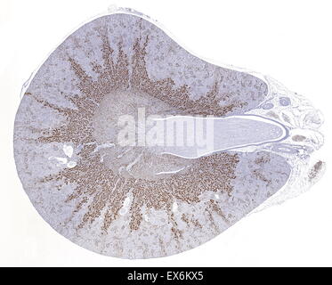 CD10: Immunoperoxidase Färbung von Formalin fixiert, Paraffin-eingebetteten Ratte Niere zeigt Zellmembran der Epithelzellen Pinsel Grenze Stockfoto