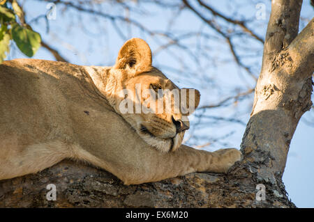 Löwin schlafen im Baum, Okavango Delta, Botswana, Afrika Stockfoto