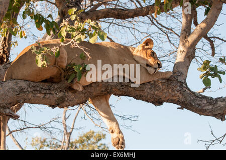 Löwin schlafen im Baum, Okavango Delta, Botswana, Afrika Stockfoto